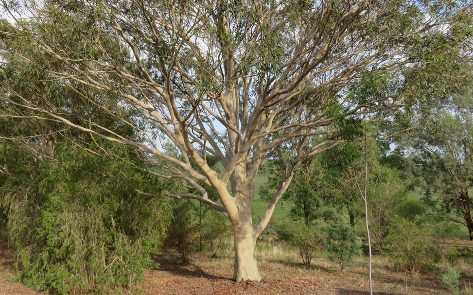Gum tree inspiration